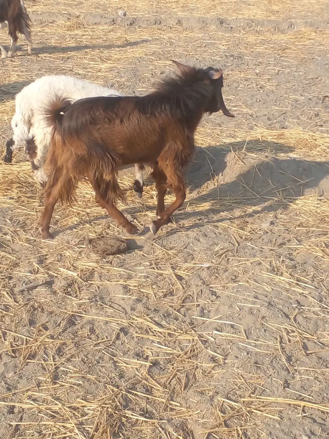 نریگفروشی|حیوانات مزرعه|چاه داد خدا, |دیوار