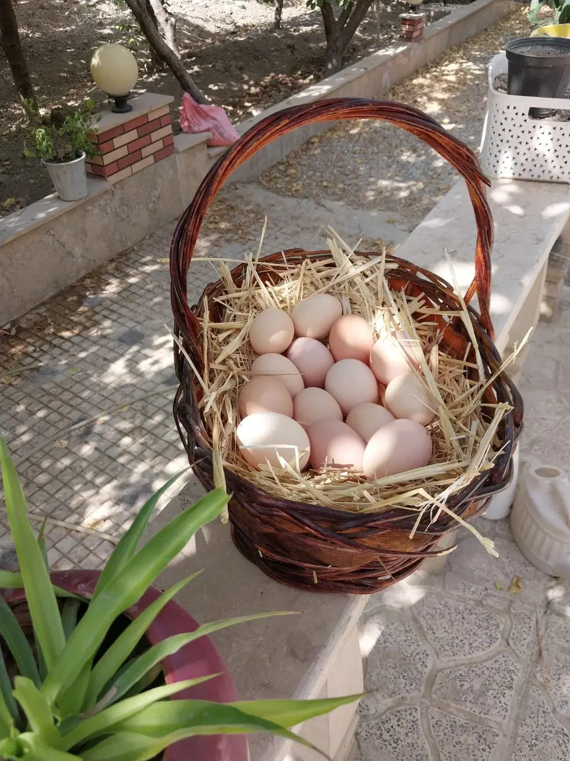 تخم مرغ محلی|خوردنی و آشامیدنی|اندیشه, اندیشه فاز ۱|دیوار