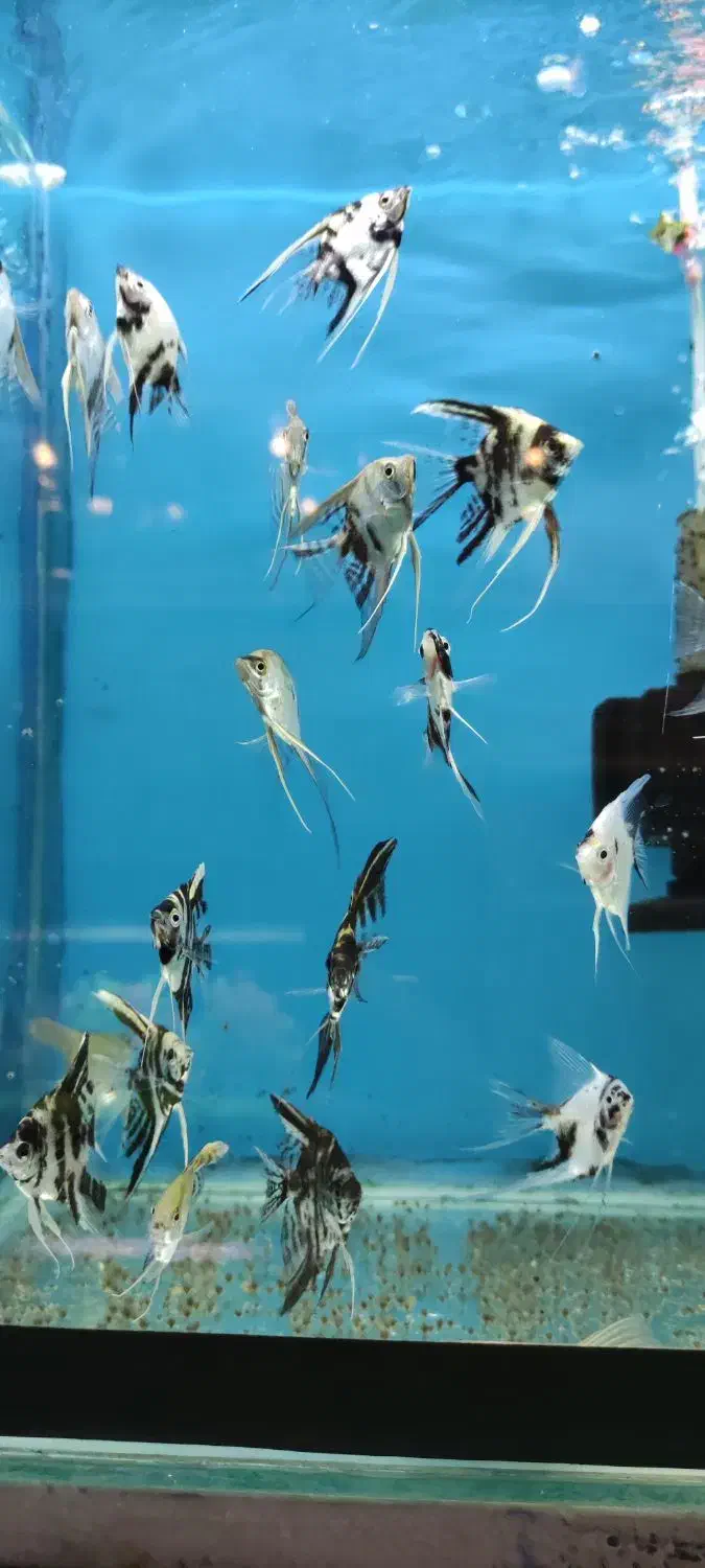 ماهی آنجل و گورامی|ماهی|شیراز, شهرک سراج‎|دیوار