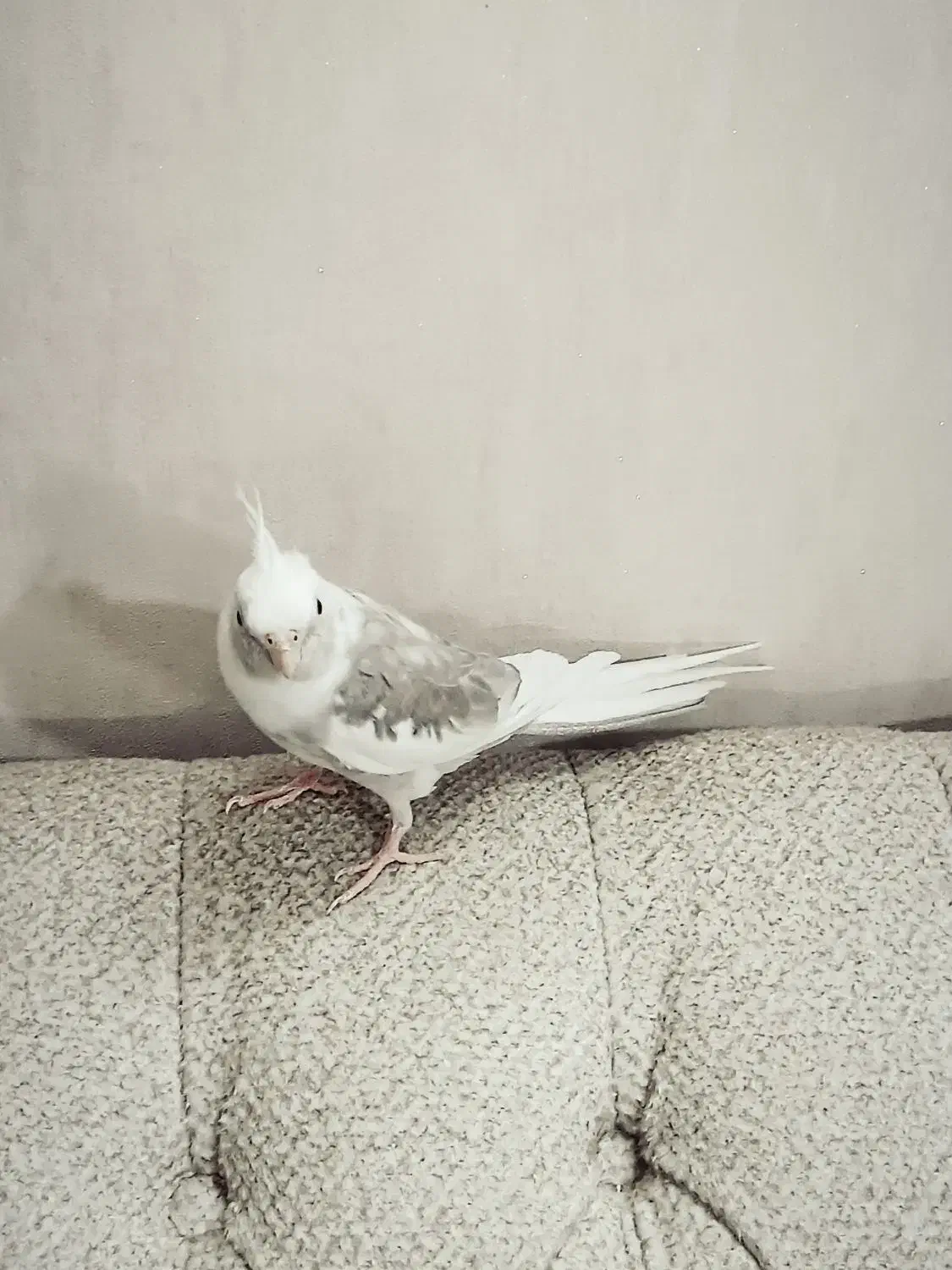 عروس هلندی|پرنده|پاکدشت, پاکدشت (مامازند)|دیوار