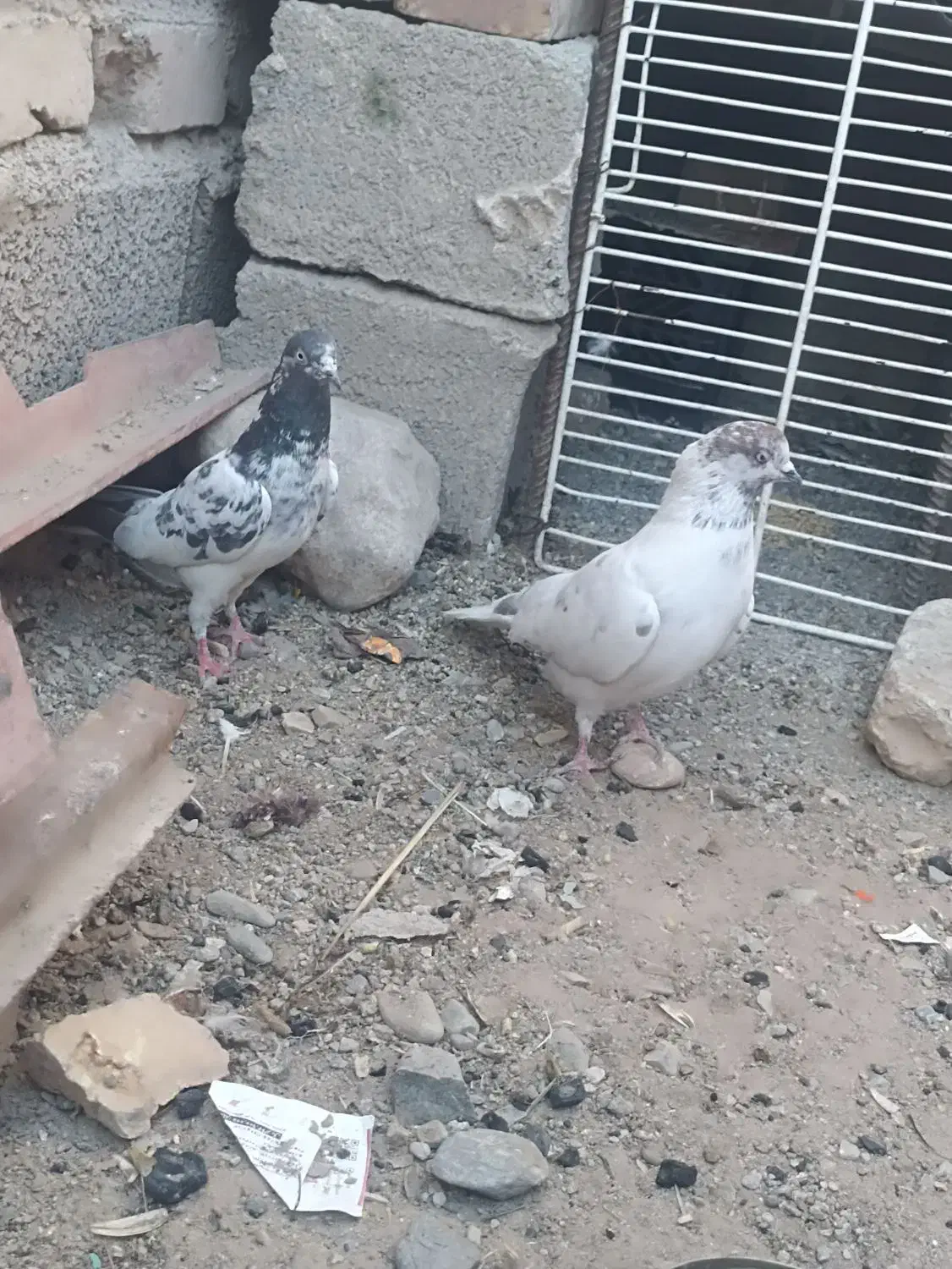 کبوتر|پرنده|ایرانشهر, |دیوار