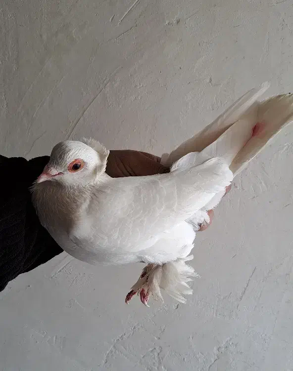 کفتر لوطی|پرنده|تبریز, |دیوار