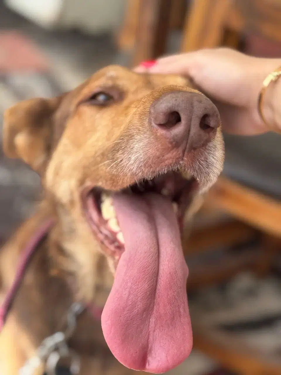 واگذاری رایگان سگ بومی زیبا|سگ|رشت, گلسار|دیوار