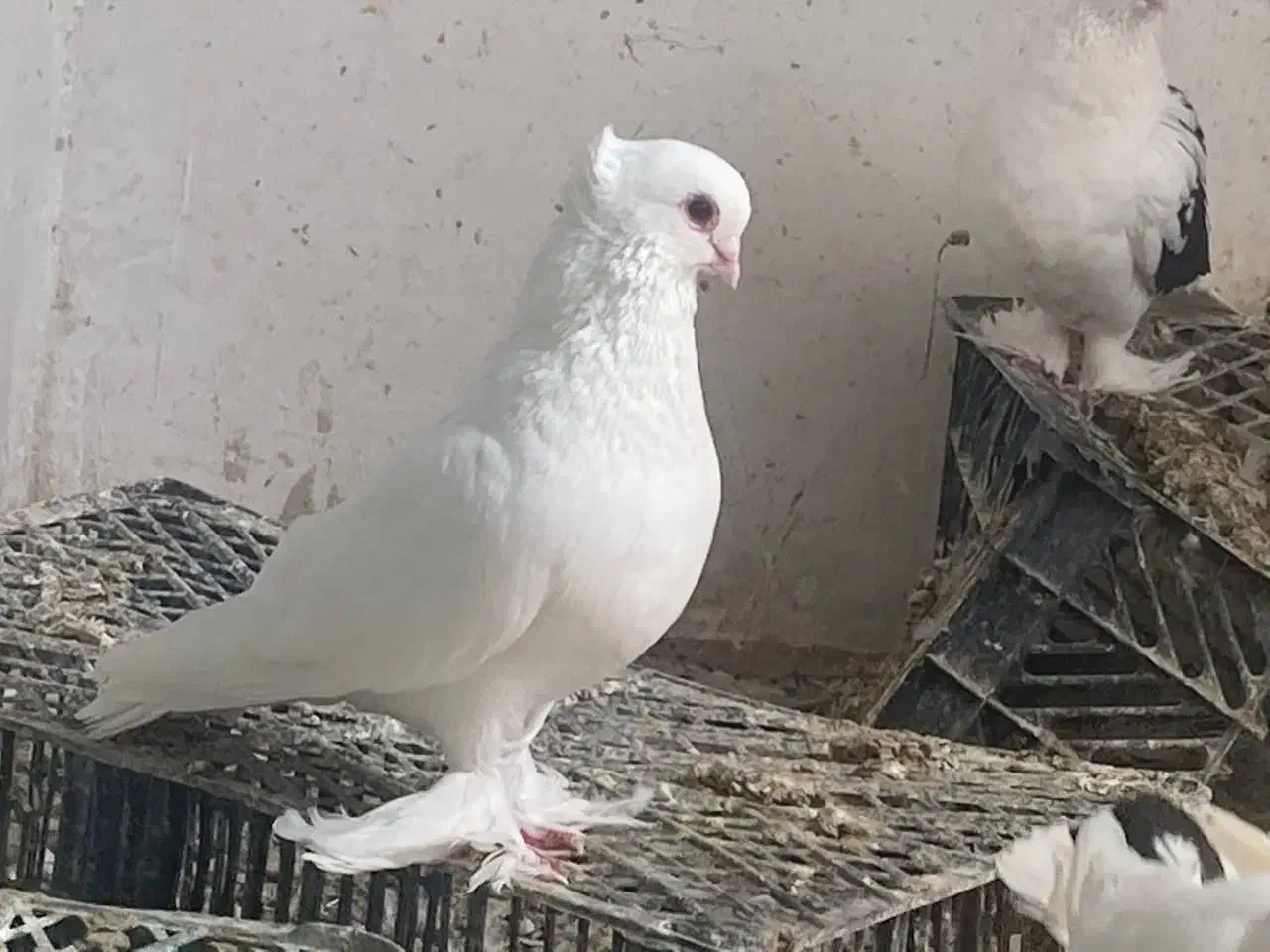 قرمز گوز لوتی نوک ریز|پرنده|سیه رود, |دیوار