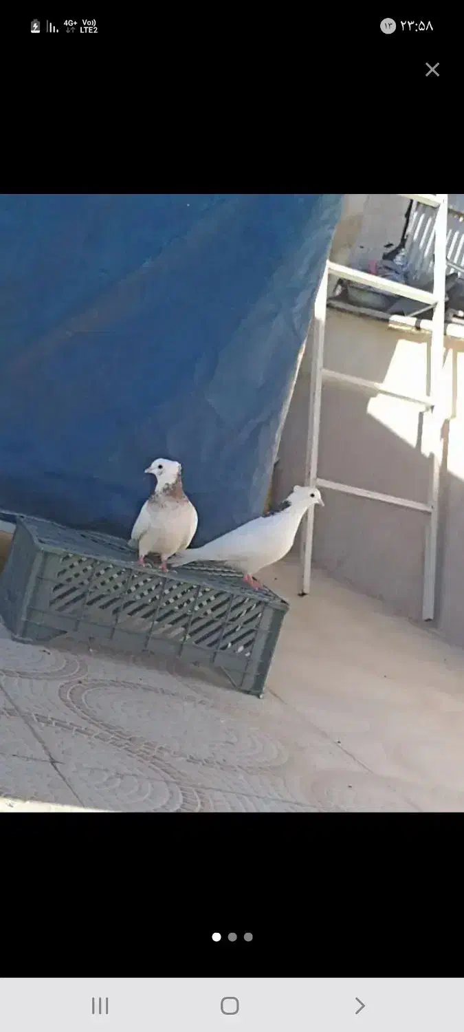 دو کبوتر طوقی حراج|پرنده|سروآباد, |دیوار