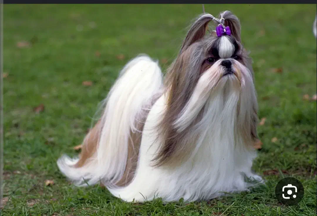 سگ شیتزو پاکوتاه|سگ|کرج, گلشهر|دیوار