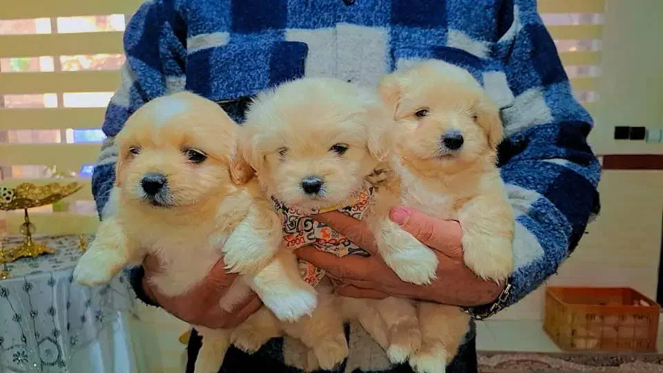 مالتیپو عروسکی|سگ|رشت, دیانتی|دیوار