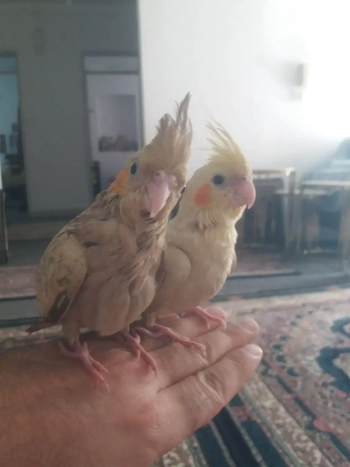 عروس هلندی|پرنده|سنندج, |دیوار