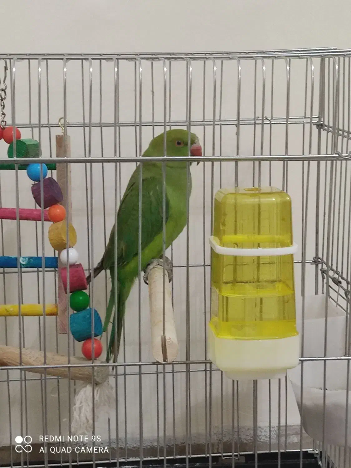 طوطی ملنگو سه ماهه سالم|پرنده|کهریزک, |دیوار