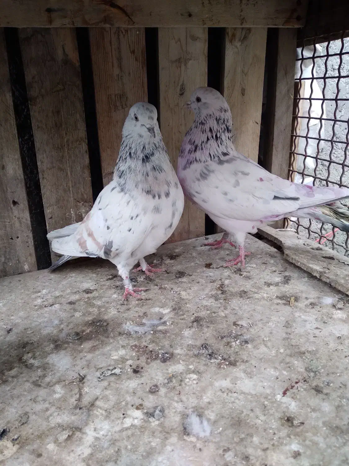 کفتر سرور هما شازده سبز|پرنده|ری, شهرری|دیوار