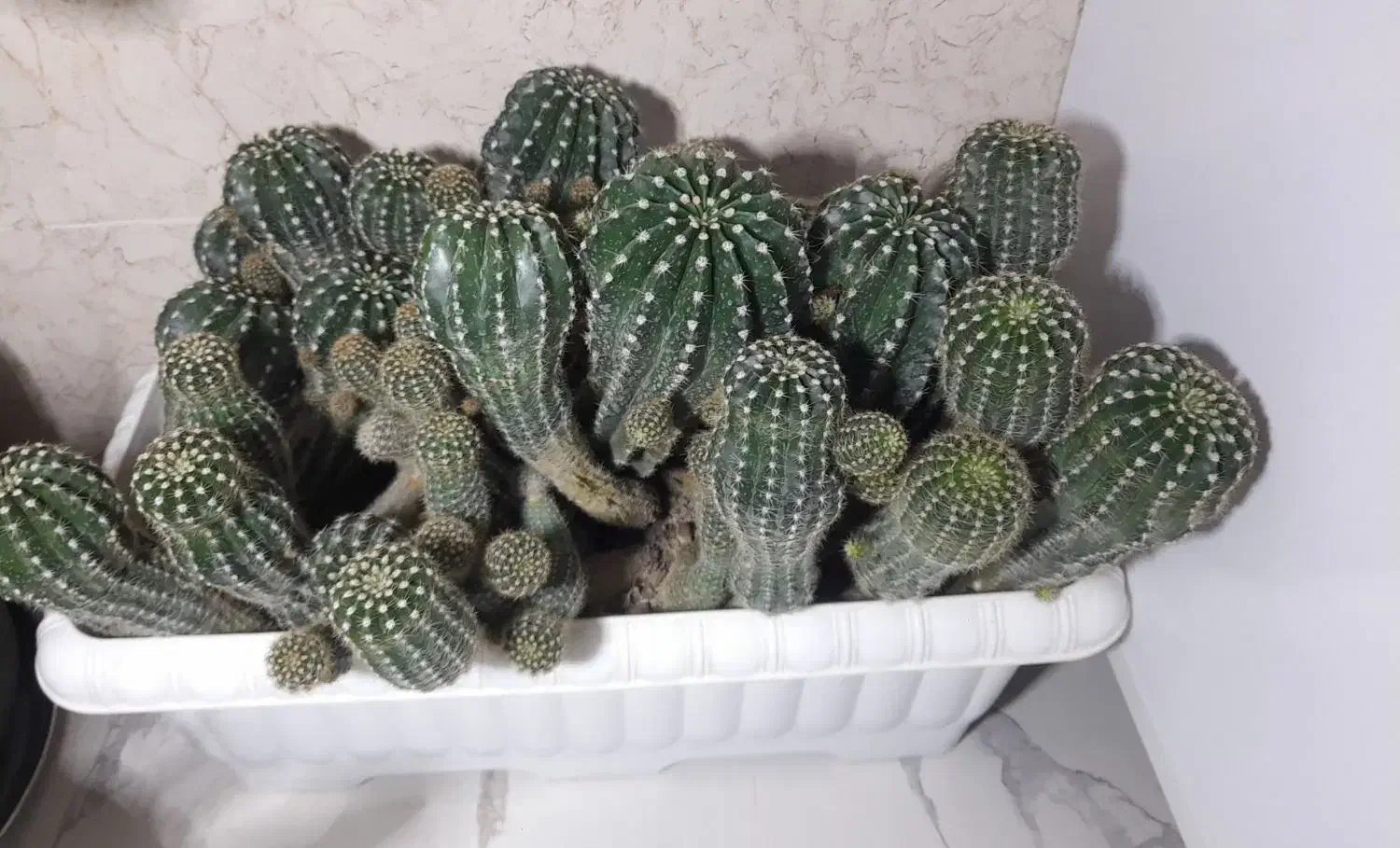 کاکتوس|گل و گیاه طبیعی|فیرورق, |دیوار