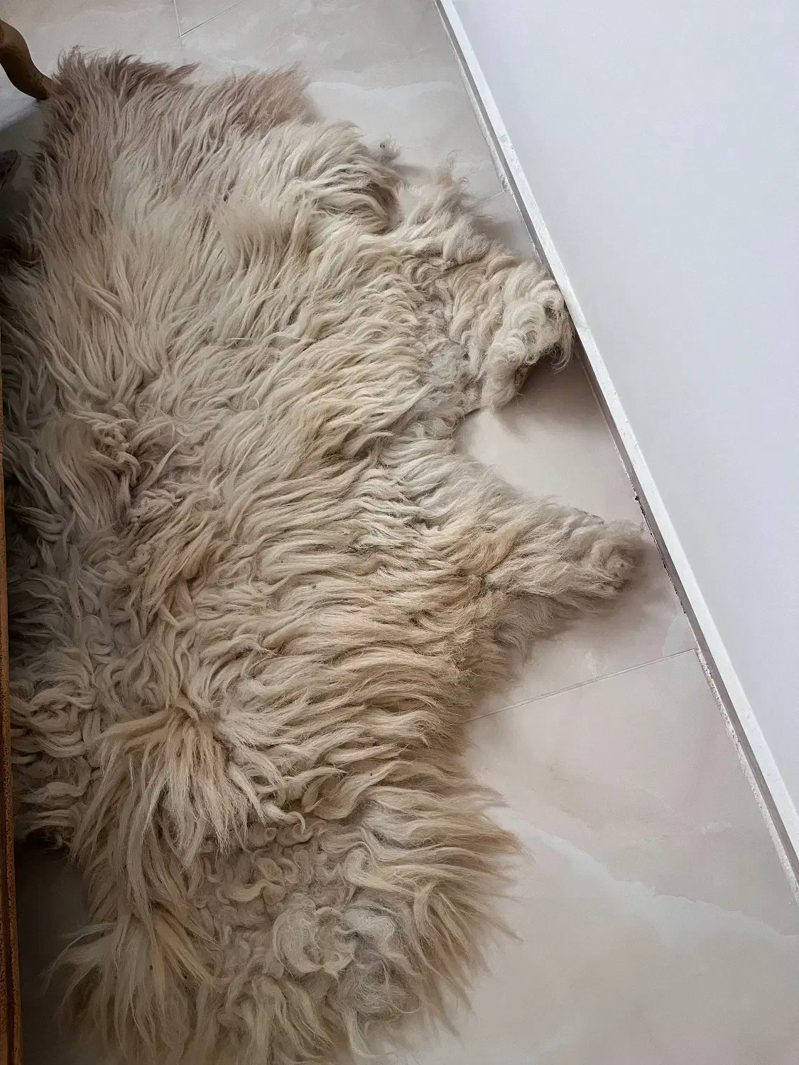 فرش|پادری|اردبیل, |دیوار