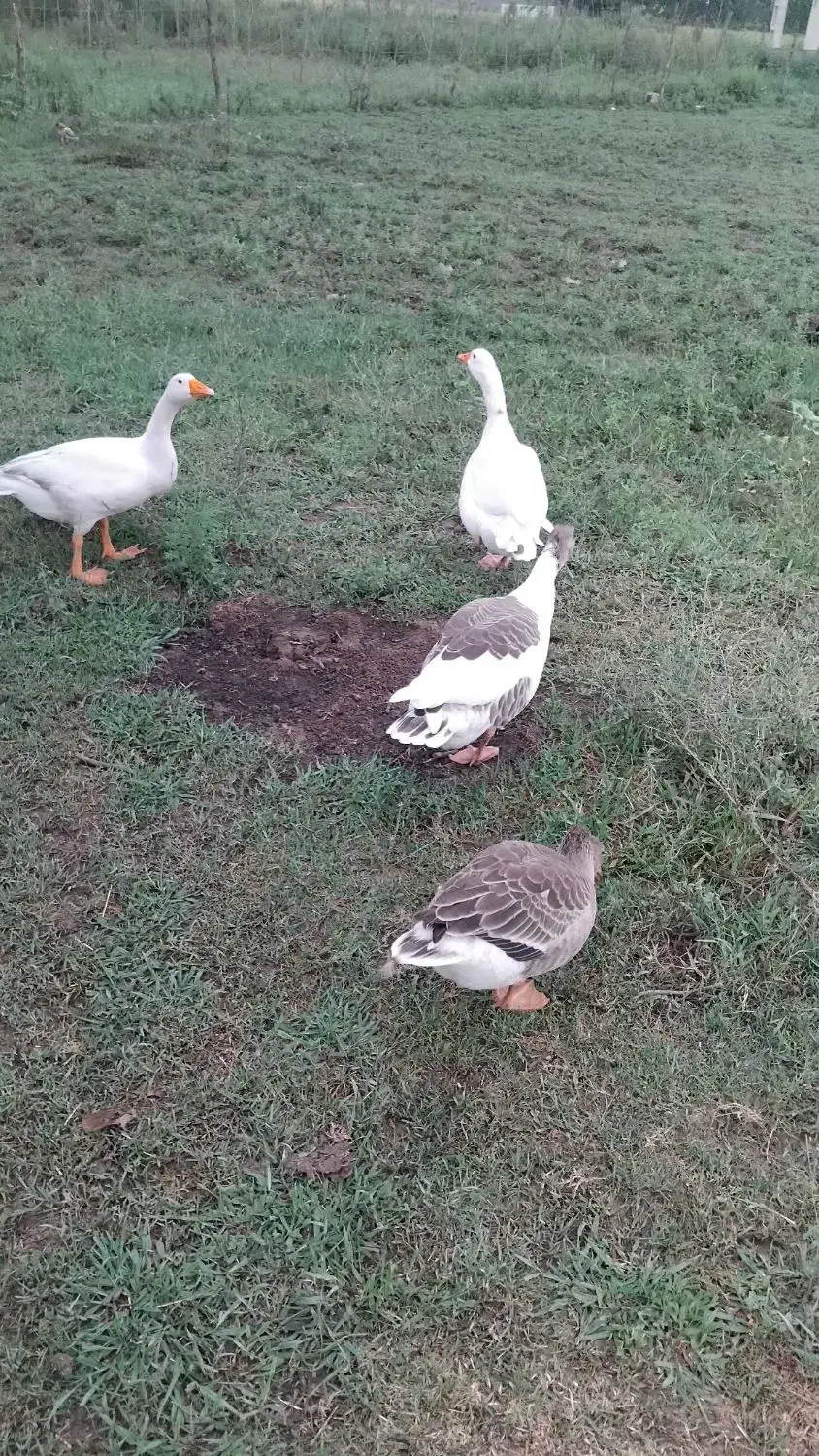 غازمحلی نروماده|حیوانات مزرعه|سیاهکل, |دیوار