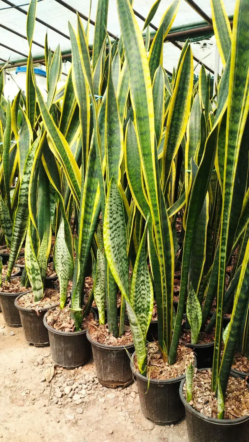 سانسوریا شمشیری ابلق|گل و گیاه طبیعی|شهریار, اسکمان|دیوار