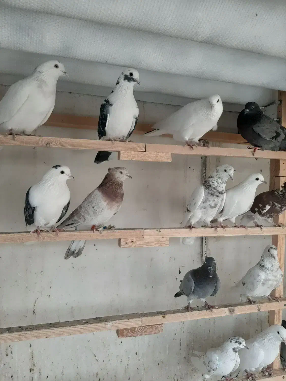 80طوق غریب گیری|پرنده|چهاردانگه (تهران), |دیوار