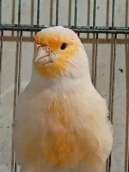 قناری موزاییکی اورجینال و طلایی چشم قرمز|پرنده|شیراز, صاحب الزمان|دیوار