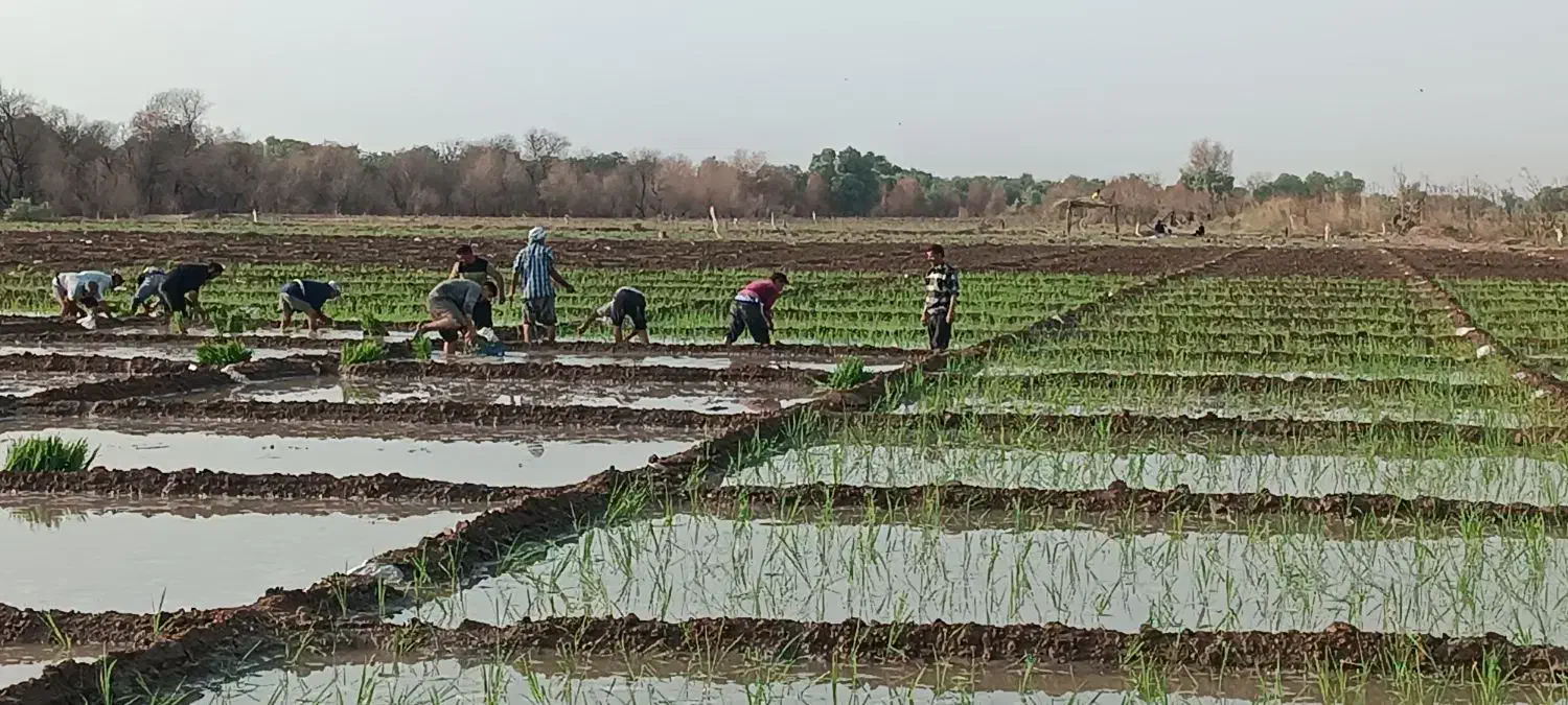 شلتوک|خوردنی و آشامیدنی|کوهنجان, |دیوار