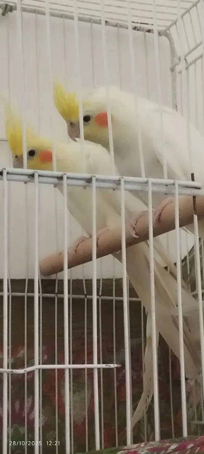 عروس هلندی|پرنده|جغتای, |دیوار