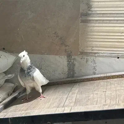 طوقی الماسی نر|پرنده|میانه, |دیوار