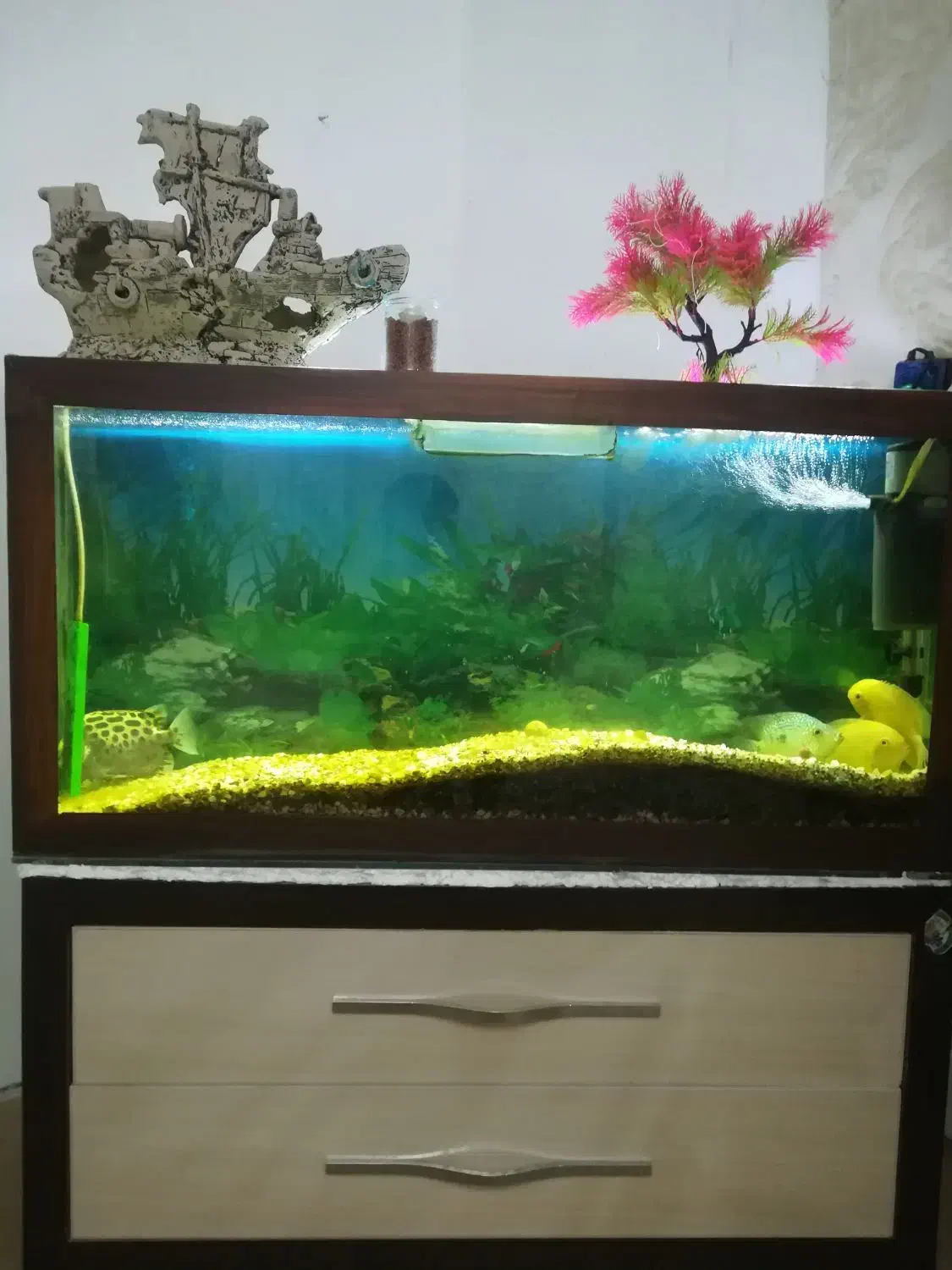 آکواریوم با پایه|ماهی|تربت‌حیدریه, شهرک ولیعصر|دیوار