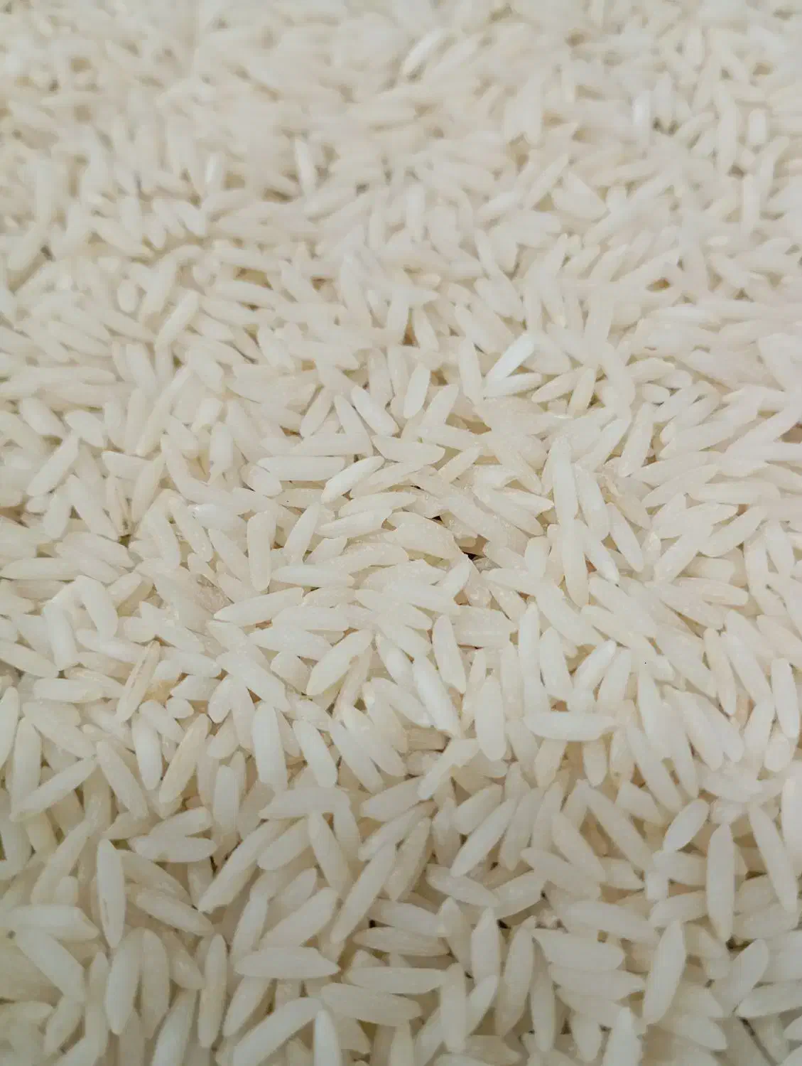 فروش برنج درجه یک گیلان(هاشمی)|خوردنی و آشامیدنی|تهران, امیر بهادر|دیوار