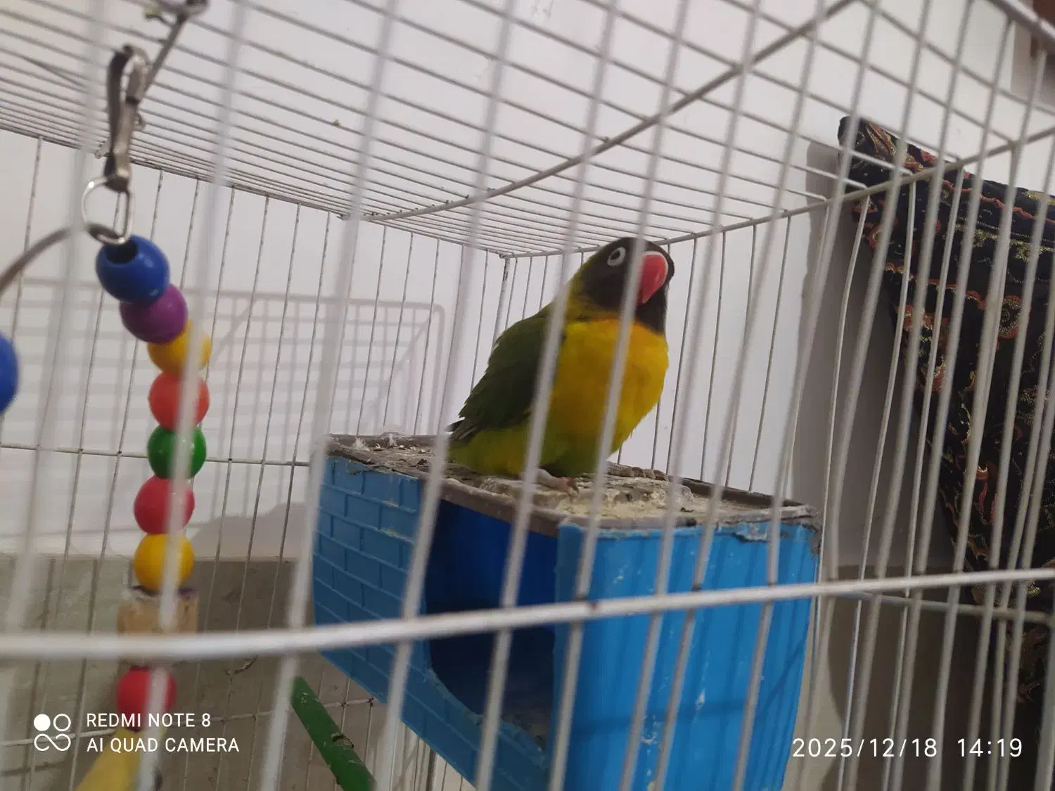 طوطی کوتوله نر زیبا معاوضه با یک کوتوله نر بالغ|پرنده|تایباد, |دیوار