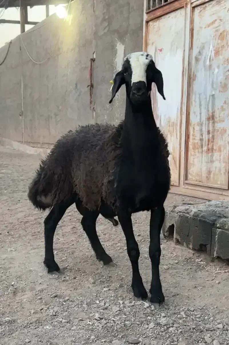 قوچ تخمی شال انتقال ژن (چند قلو زایی)|حیوانات مزرعه|قم, پردیسان|دیوار