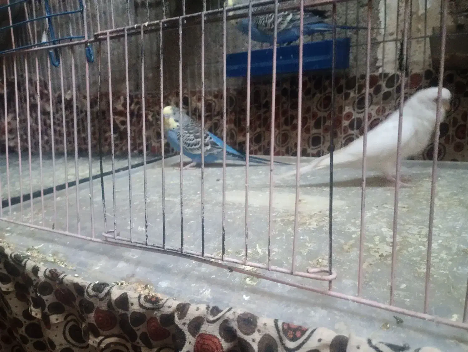 مرغ عشق|پرنده|سراوان, |دیوار