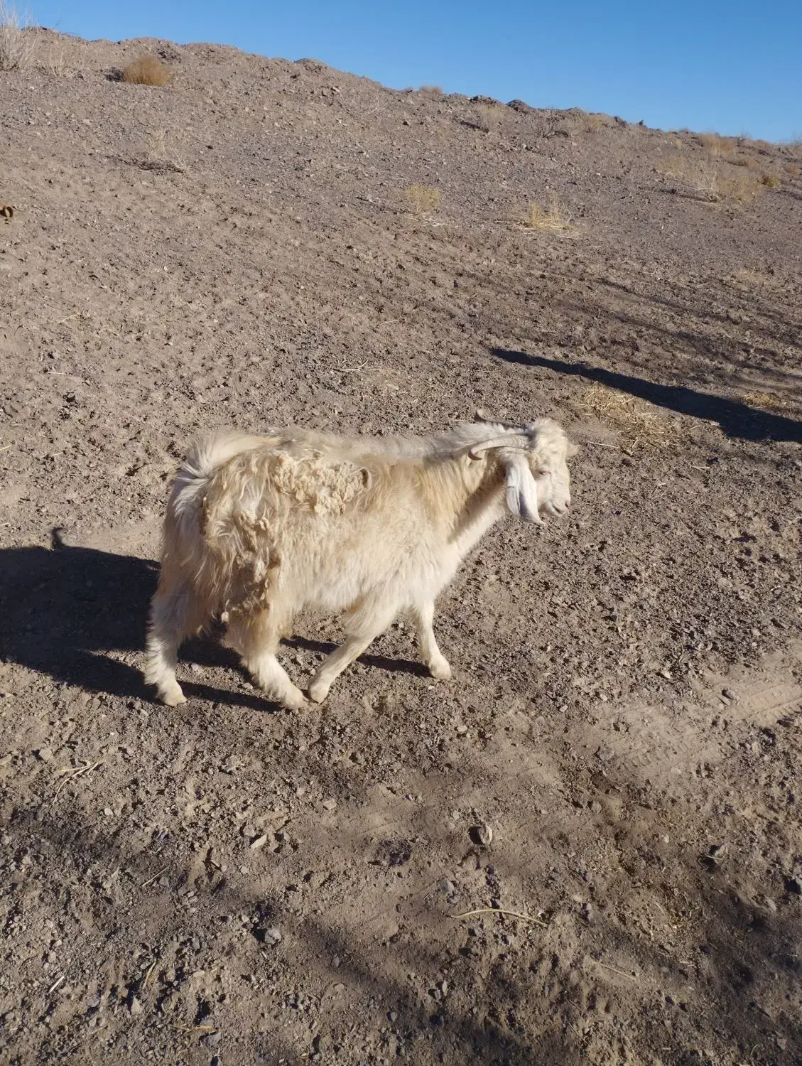 40راس گوسفند چاق فروشی نر وماده|حیوانات مزرعه|راین, |دیوار