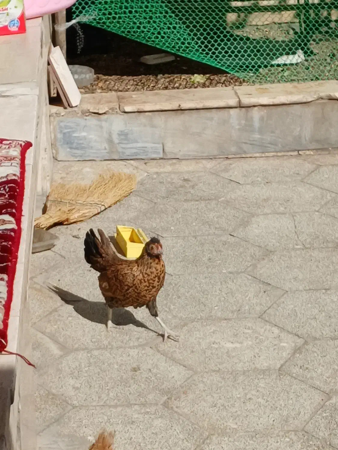 مینیاتوری فونیکس|حیوانات مزرعه|قم, محمد آباد|دیوار