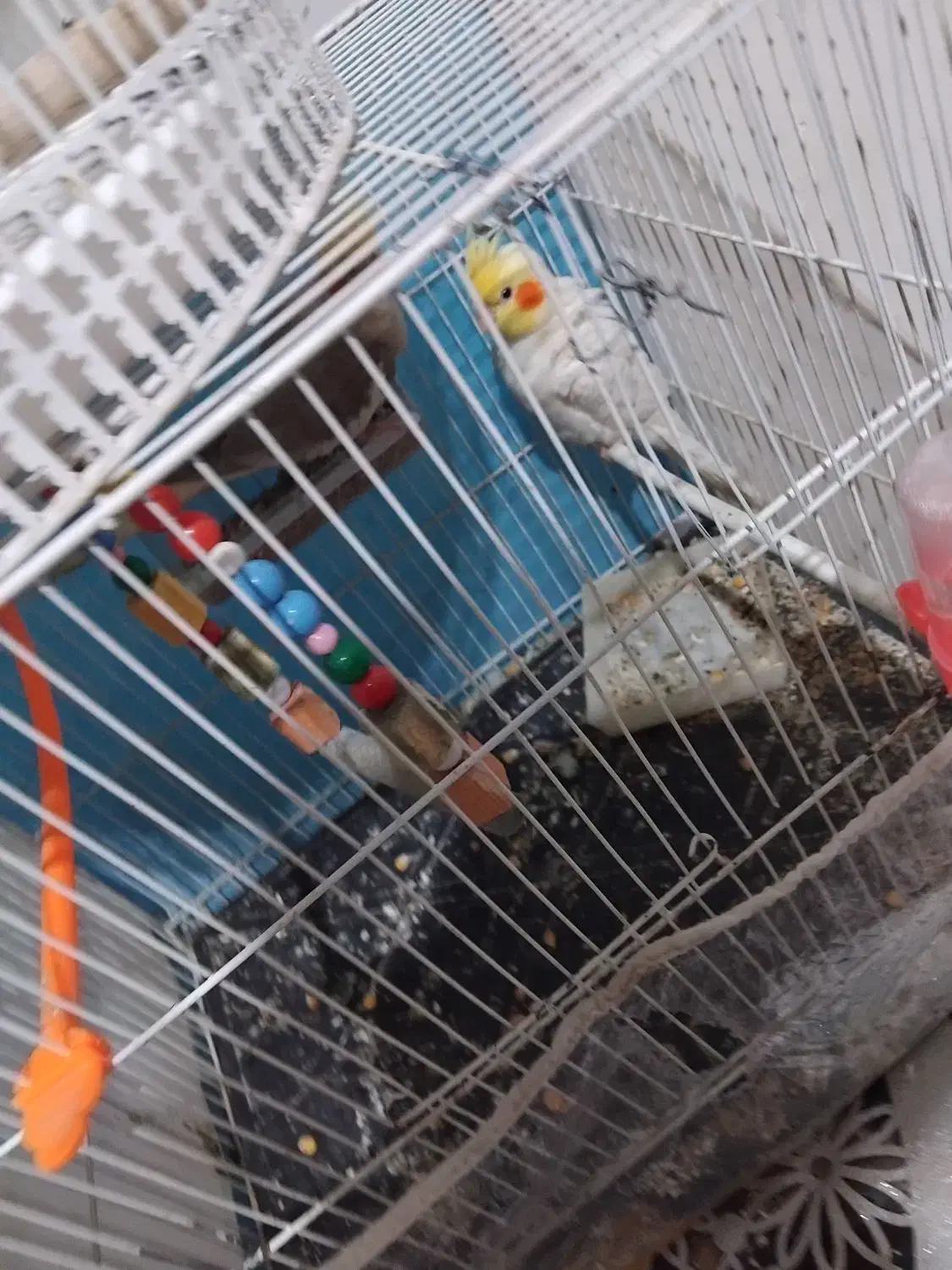 عروس هلندی خیلی خوب|پرنده|تربت جام, شاهد|دیوار