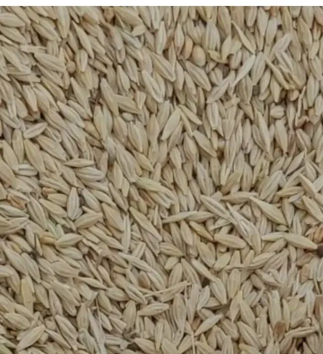 جو بذری ماکسیم|خدمات باغبانی و درختکاری|بروجن, |دیوار