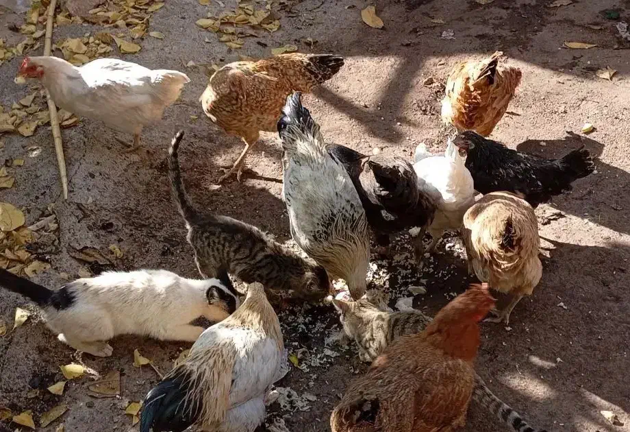 مرغ وخروس محلی|حیوانات مزرعه|بیرانوند, |دیوار