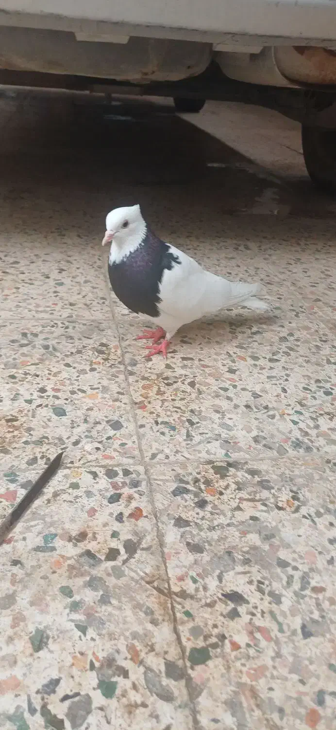 طوق سیاه ماده|پرنده|دهدشت, |دیوار