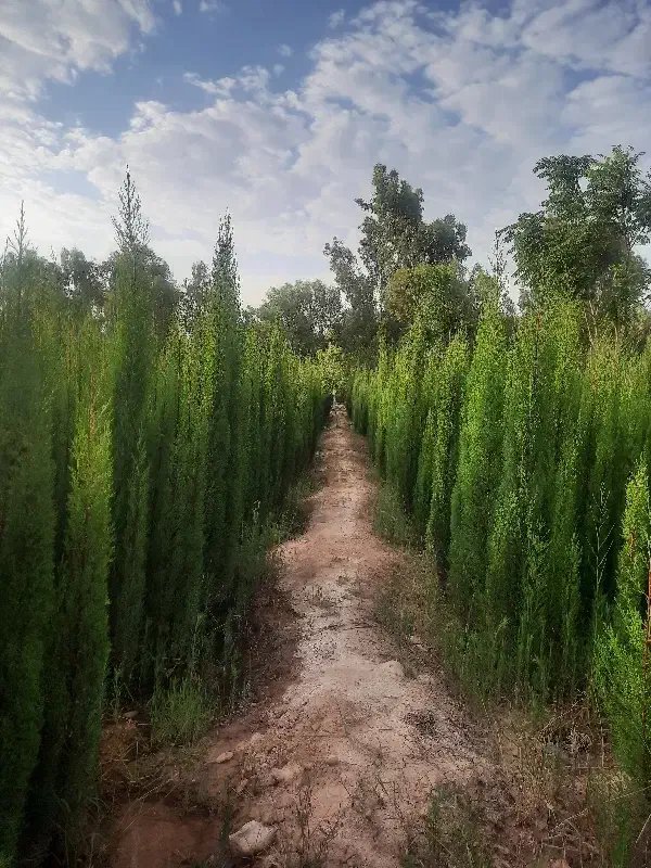 سرو ناز شیرازی پاکتی به قیمت عمده|خدمات باغبانی و درختکاری|شیراز, شهرک دارایی|دیوار