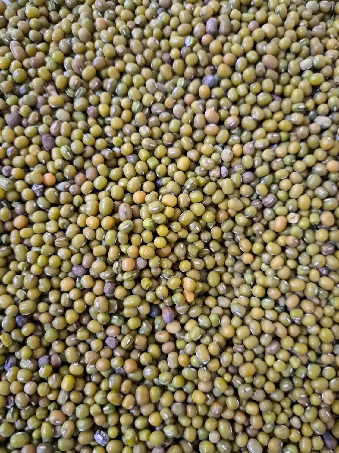 ماش تازه چین|خوردنی و آشامیدنی|ینقاق, |دیوار