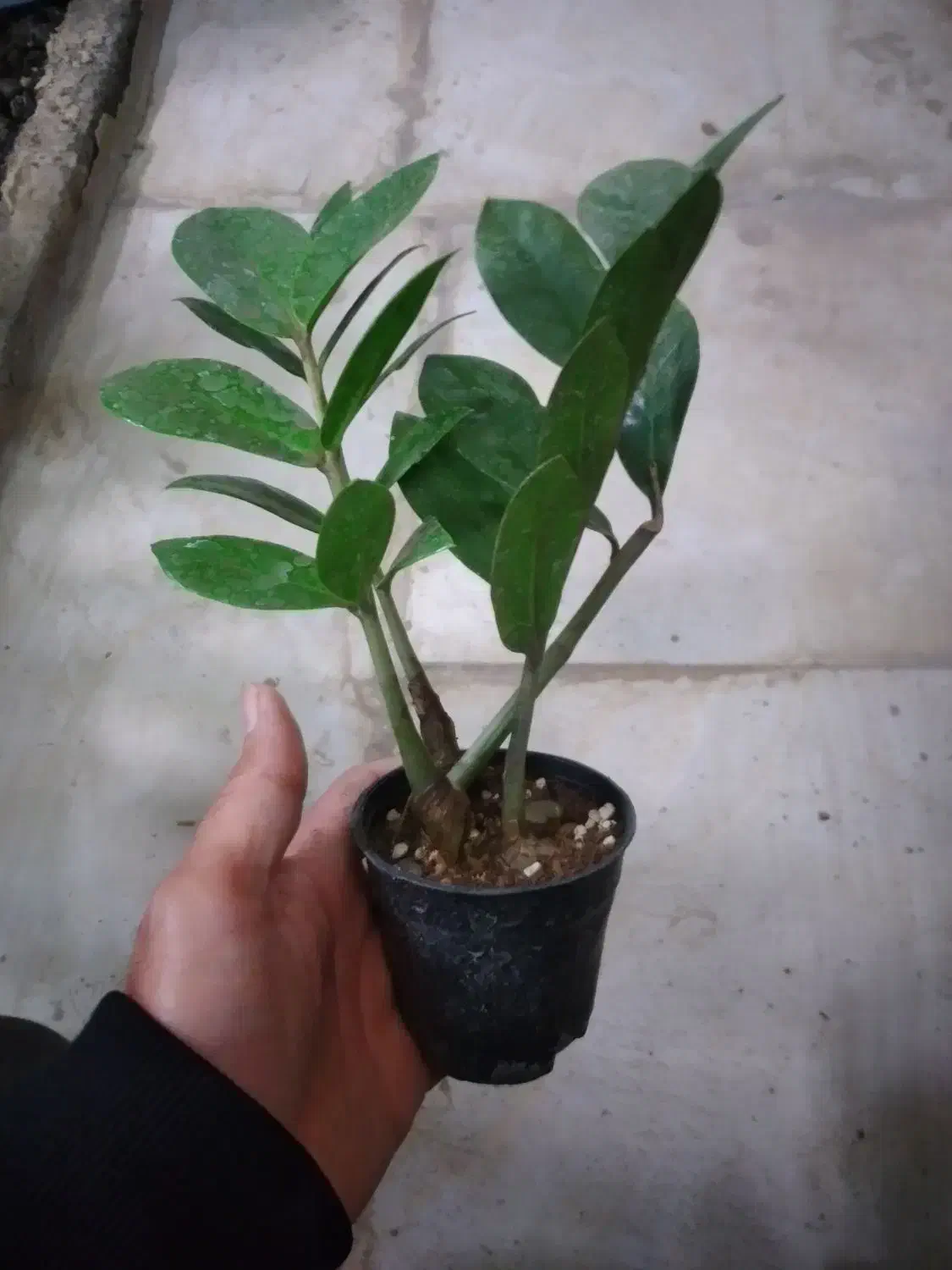 گل زامیفولیا زام زاموفیلیا هدیه کادویی|گل و گیاه طبیعی|مشهد, هنرور|دیوار