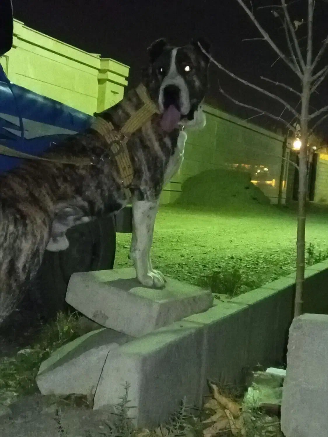 واگذاری سگ الابای|سگ|مشهد, شمس آباد|دیوار