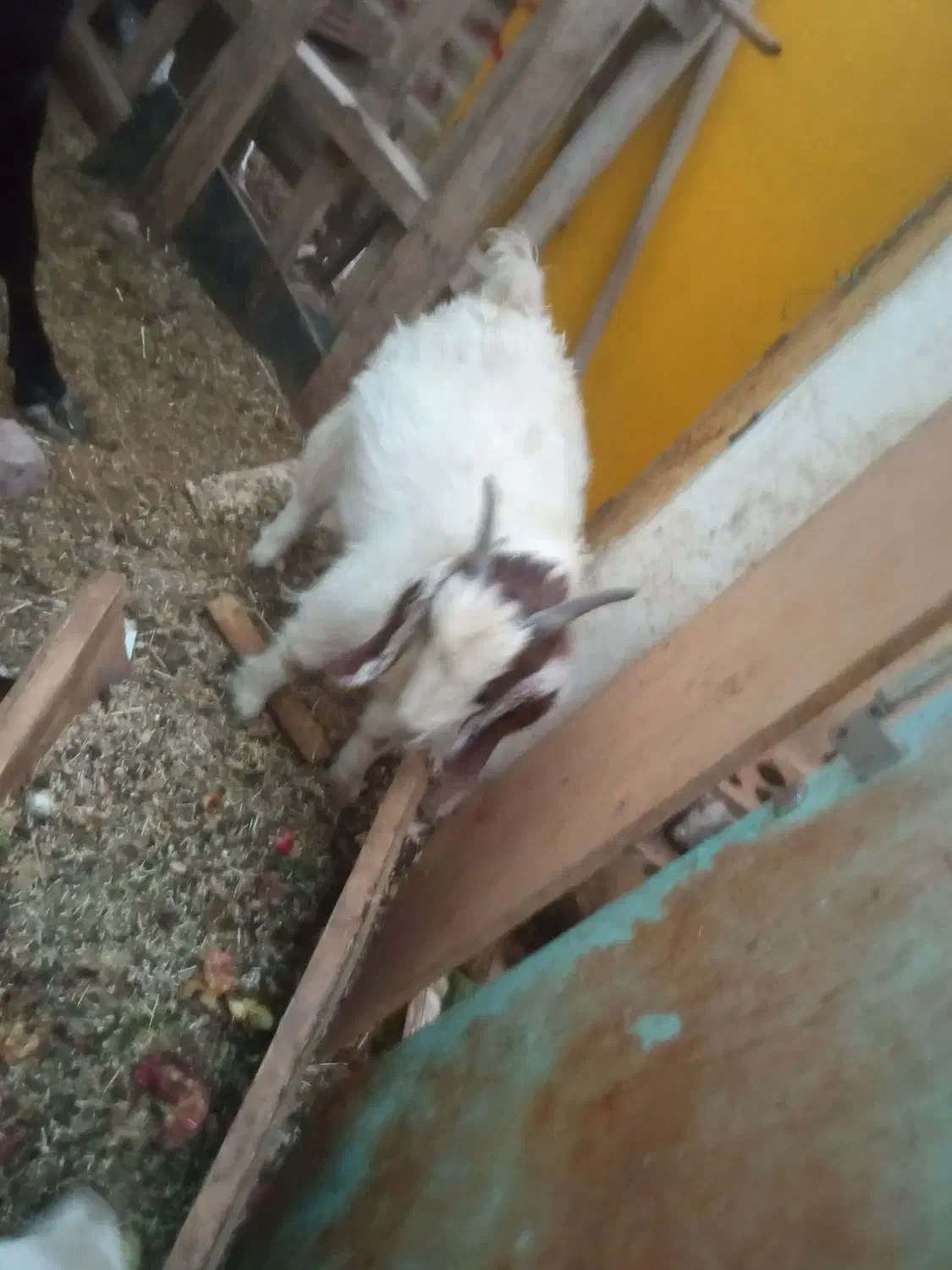 فروش گوساله ماده سرحال وگوسفند|حیوانات مزرعه|زرند, |دیوار