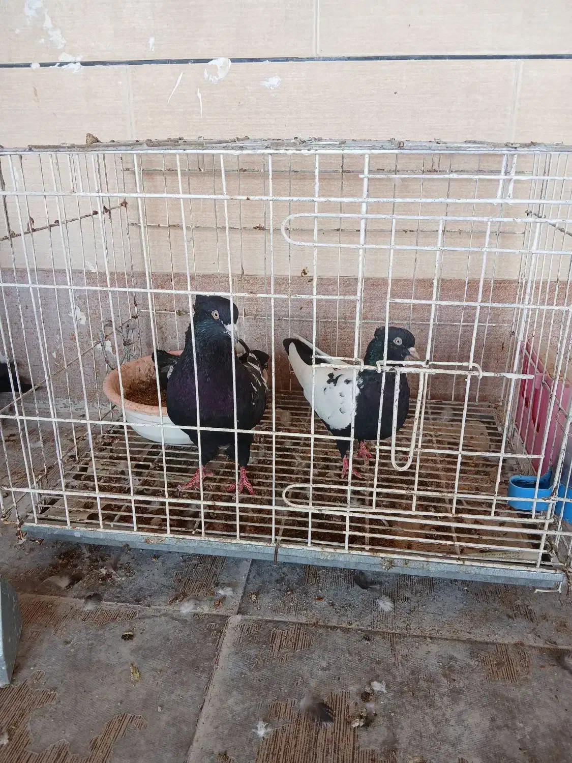 کبوترها فروشی|پرنده|برازجان, |دیوار