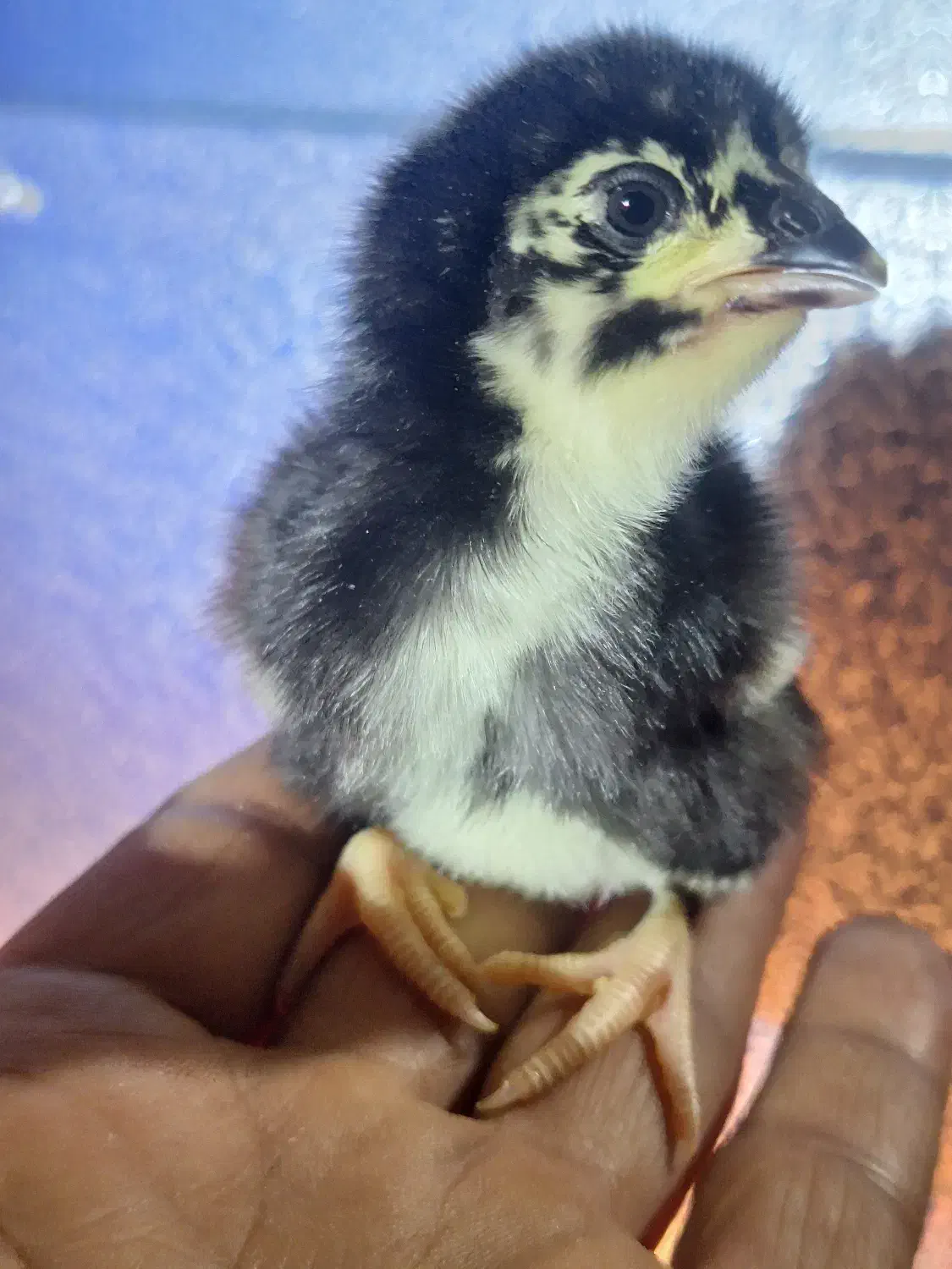 تولید اقتصادی جوجه|لوازم جانبی حیوانات|سیرجان, |دیوار