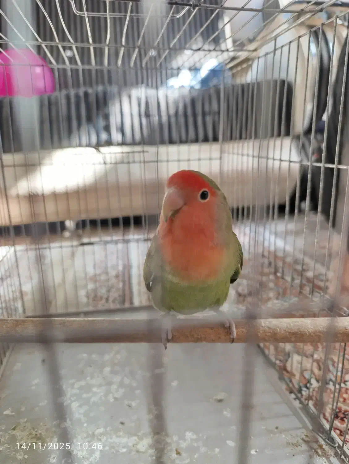 طوطی برزیلی|پرنده|لنجان, |دیوار