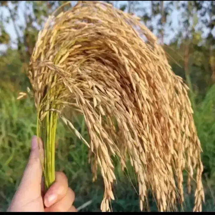 برنج عنبربو دشت دیره|خوردنی و آشامیدنی|گیلان غرب, |دیوار