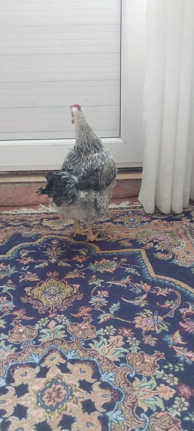 تعدادی مرغ لری و لاری|حیوانات مزرعه|ماهدشت, |دیوار