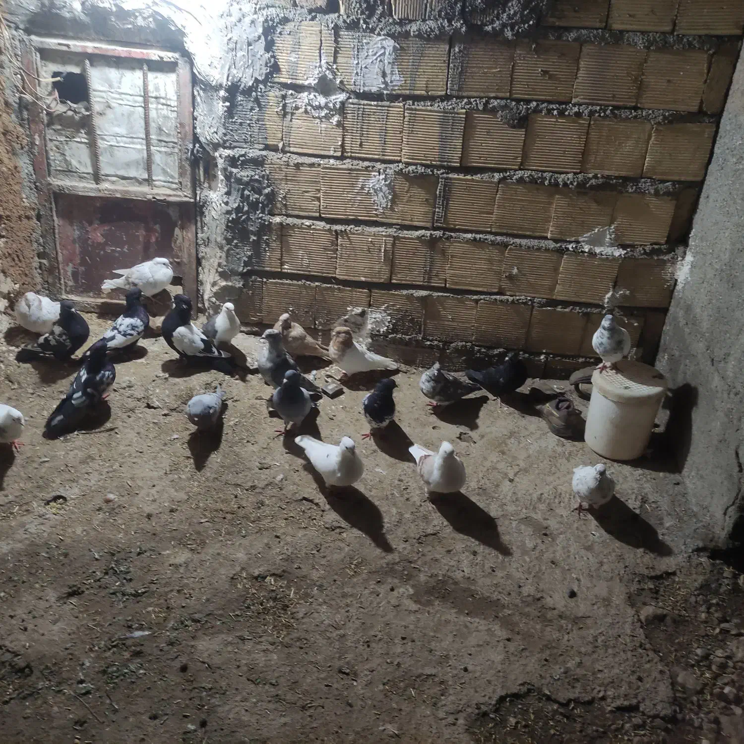 20کفتریک|پرنده|بیرانوند, |دیوار