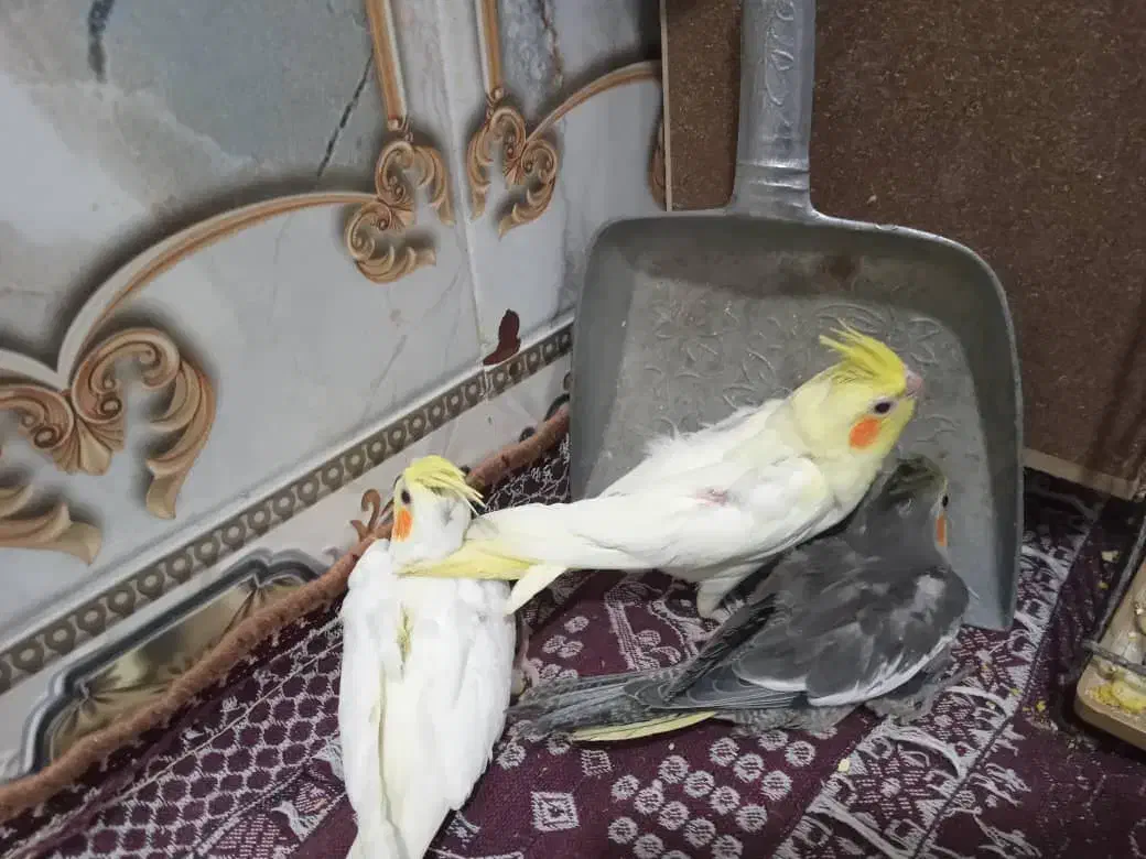 عروس هلندی جوجه(یک ماه)|پرنده|زهک, |دیوار
