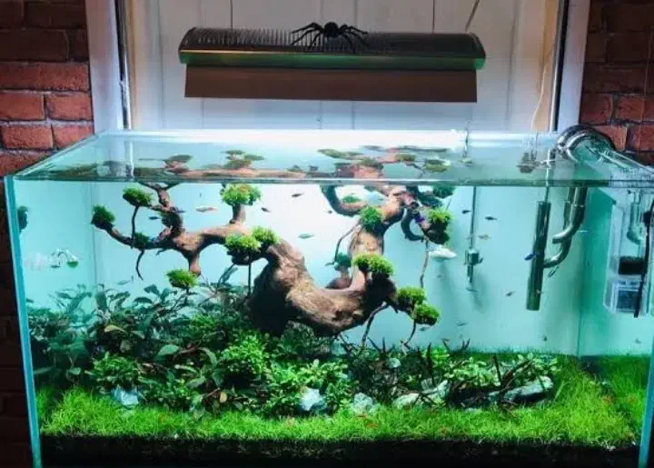 خدمات آکواریوم|ماهی|قرچک, مهدیه|دیوار