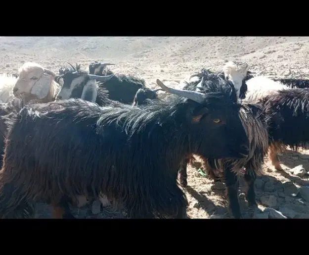 50عدد بزغاله فروشی|حیوانات مزرعه|تفتان, |دیوار