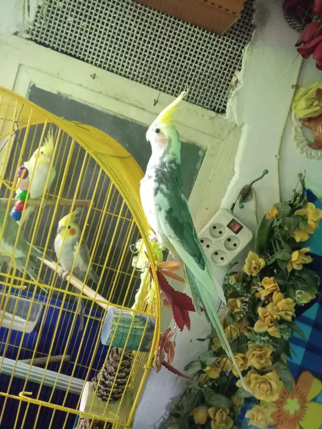 عروس هلندی|پرنده|پاکدشت, پاکدشت (مامازند)|دیوار