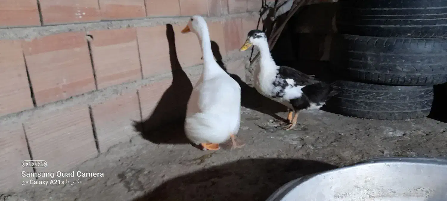 غازواردک چاق|حیوانات مزرعه|نگین شهر, |دیوار